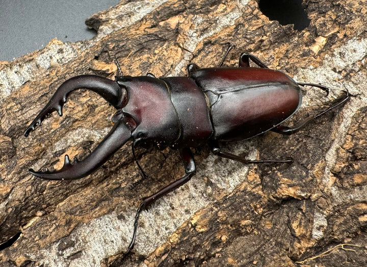 【WF1】《本土ノコギリクワガタ 八王子産 58mm ♂単》