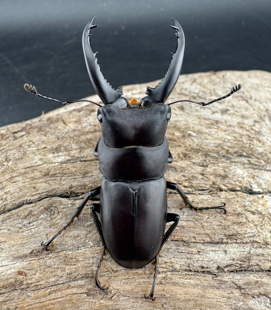 【WD】《トンキンノコギリヒラタ 海南省産 49.5mm ペア》