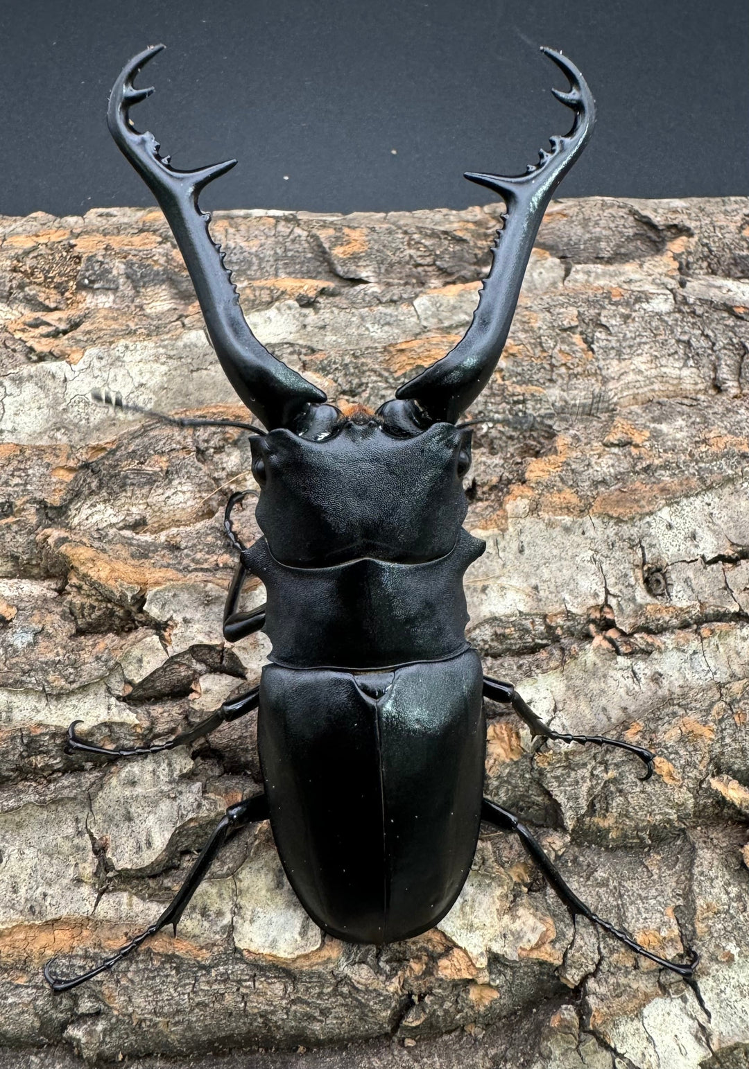 【WD】《ギラファノコギリ亜種ケイスケ 100mm ペア》