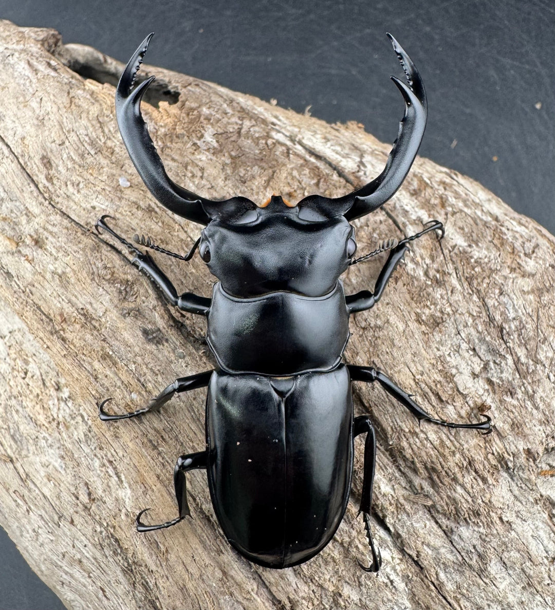 【WD】《ウエストウッディ亜種カズミアエ 雲南省産 72mm ペア》