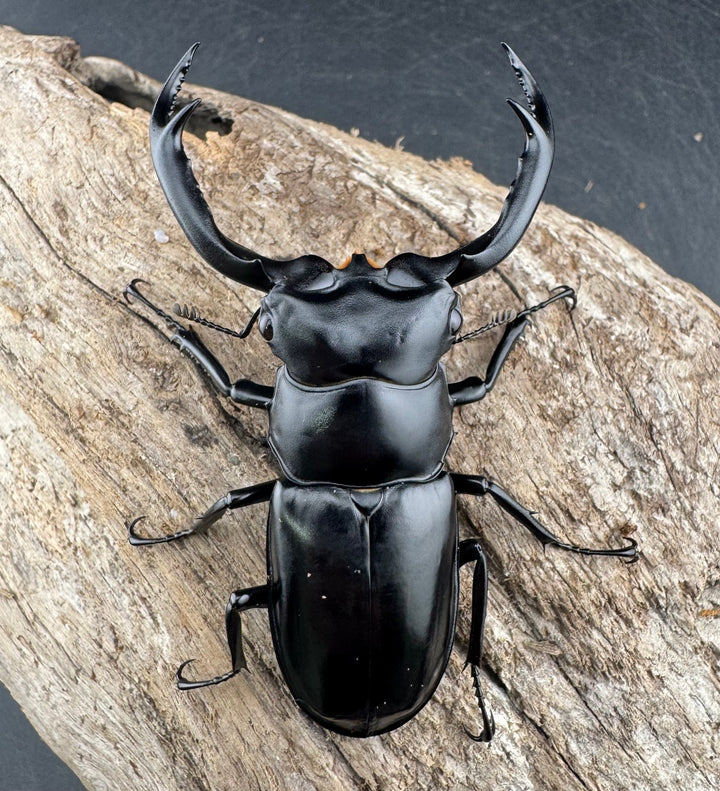 【WD】《ウエストウッディ亜種カズミアエ 雲南省産 72mm ペア》