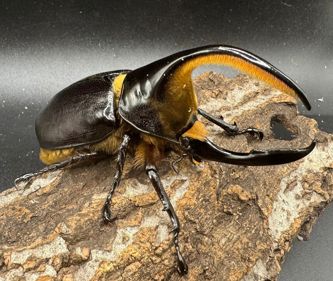 《サタンオオカブト 96mm ペア》