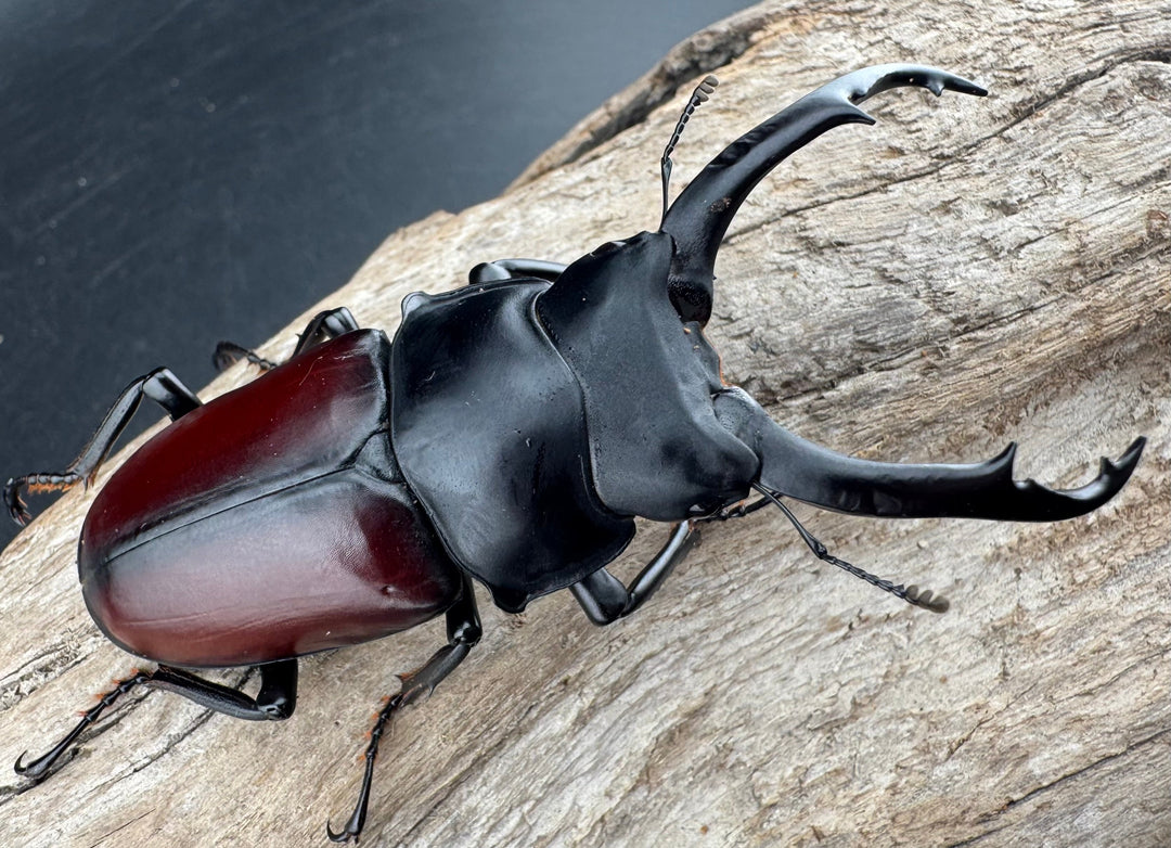 【WD】《ドンキエルコクワ原名亜種 72.5mm ♂♀♀トリオ》