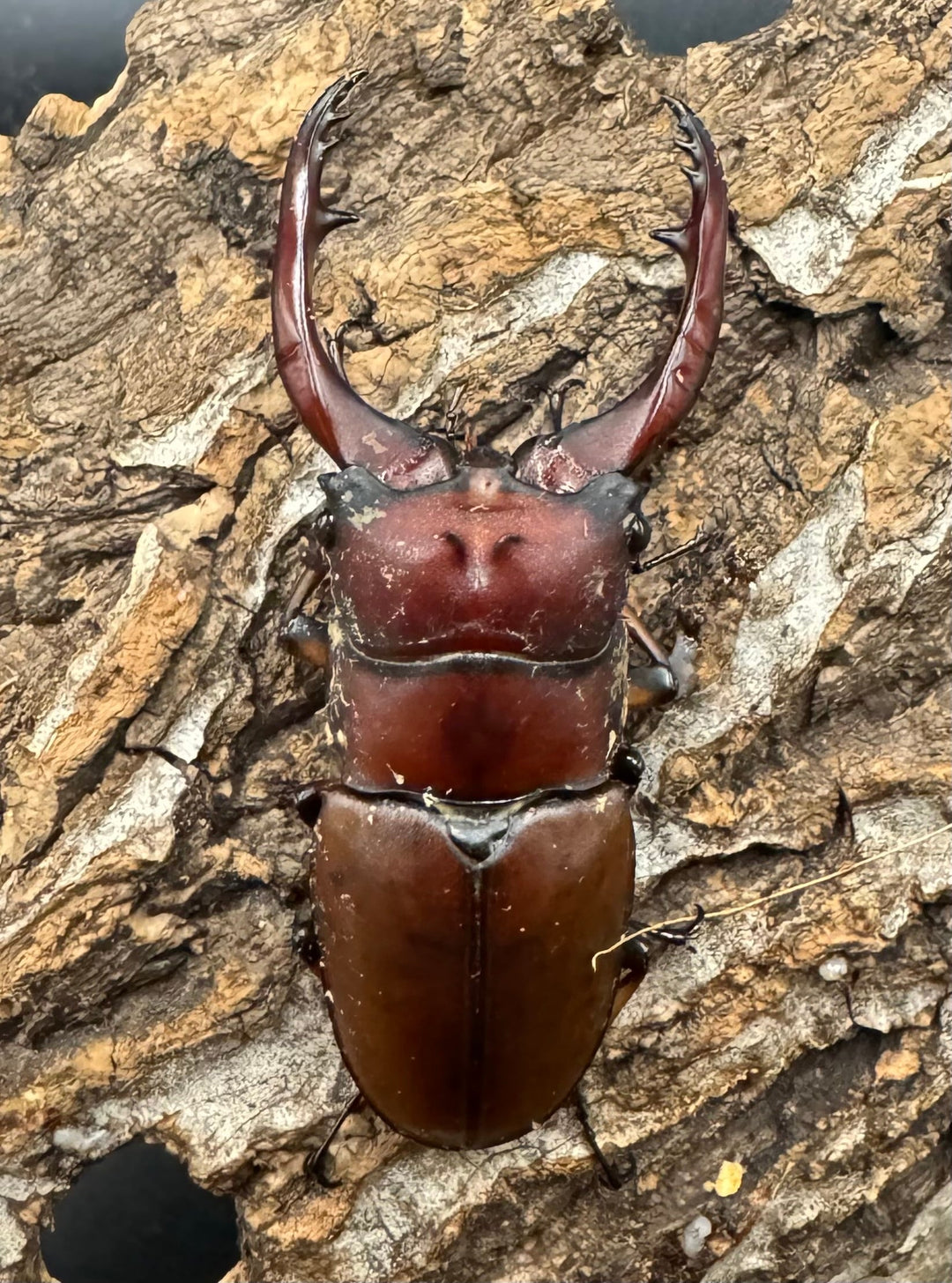 【WD】《アスタコイデスノコギリ 西ジャワ産 62mm ペア》