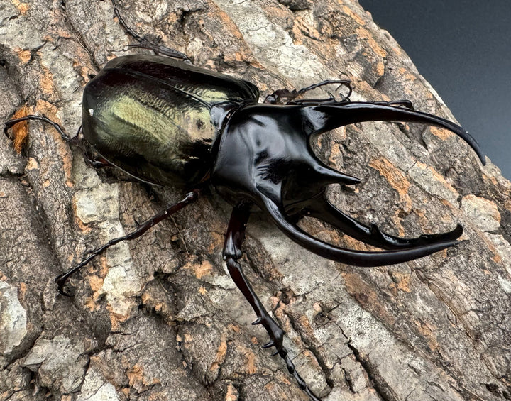 【WD】《ジャワコーカサスオオカブト 105.5mm ペア》