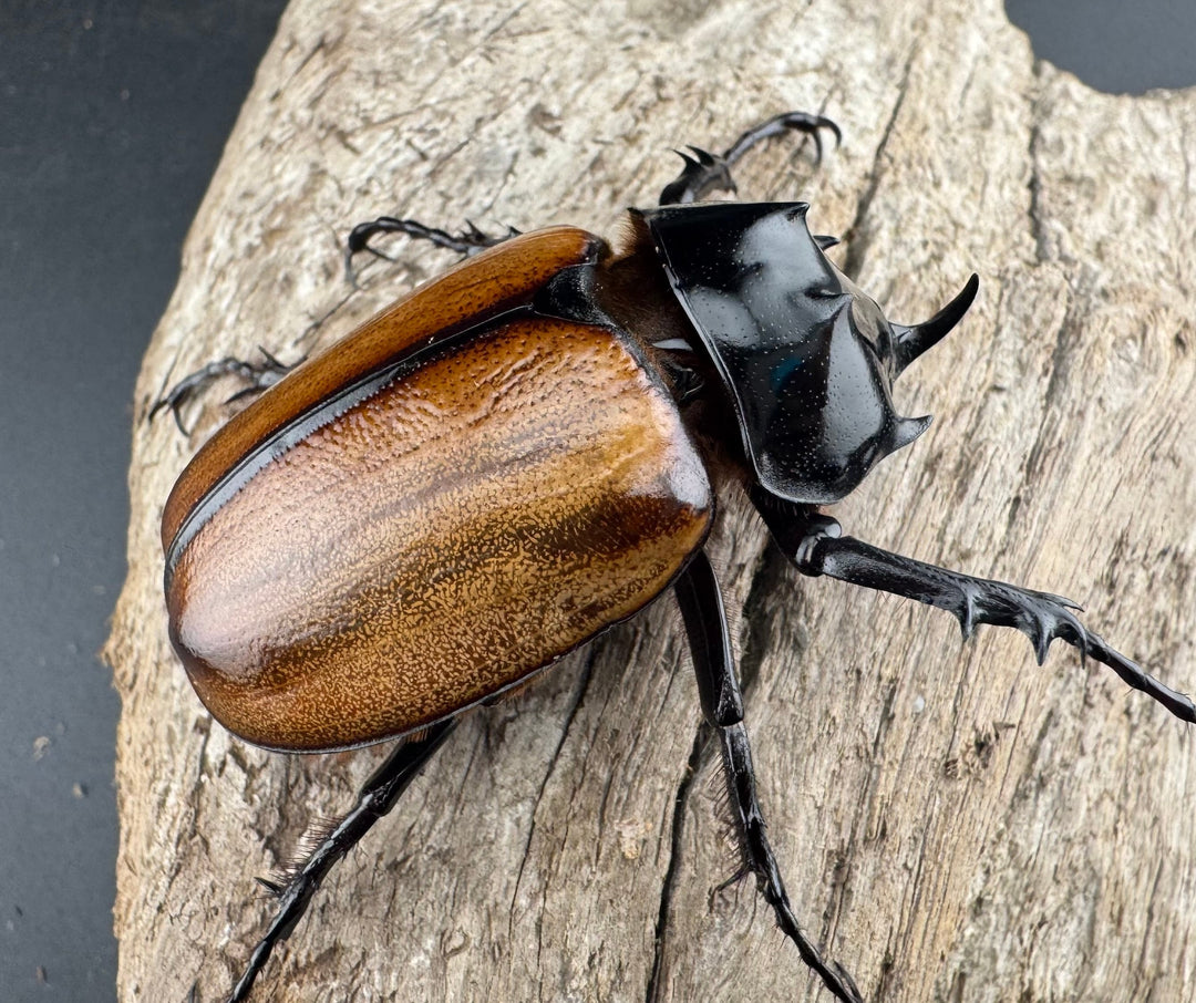 【F0】《スキットゴホンツノカブト 52mm ペア》