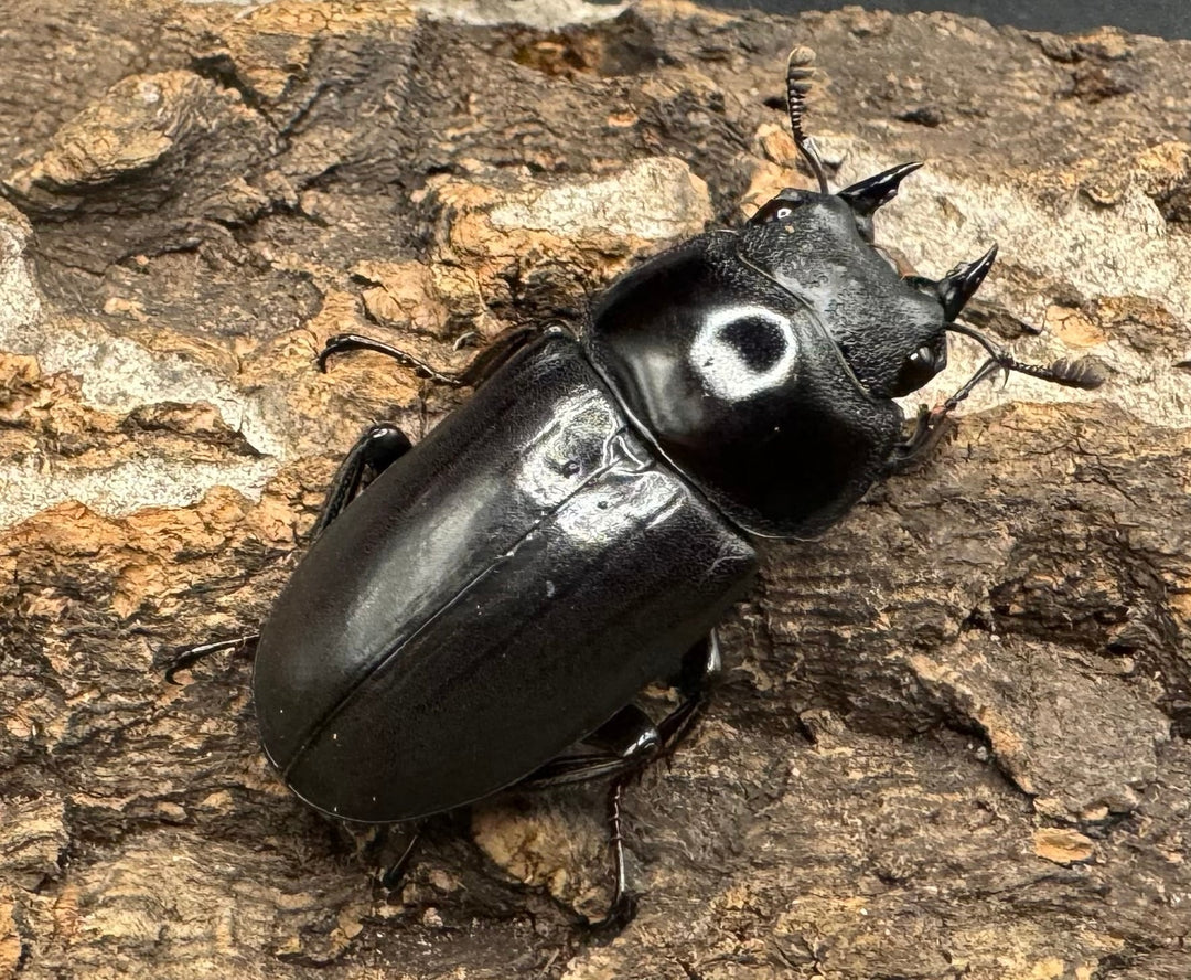 《ドンキエルコクワ亜種ハンプイ（黒ドンキ） 39mm ペア》