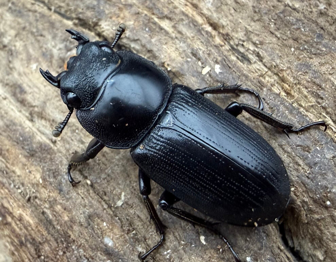 【WD】《ヤクシャオオクワ亜種gracilicornis 23mm ♀単》