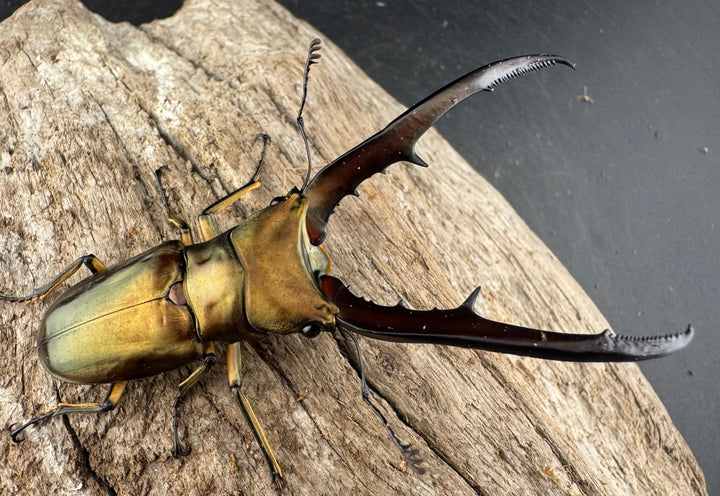 《メタリフェルホソアカ亜種サンギレンシス 72mm ペア》