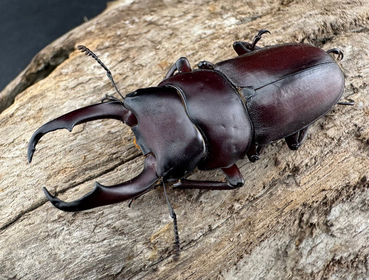 《ミシマコクワガタ 硫黄島産 44.5mm ♂♀♀トリオ》