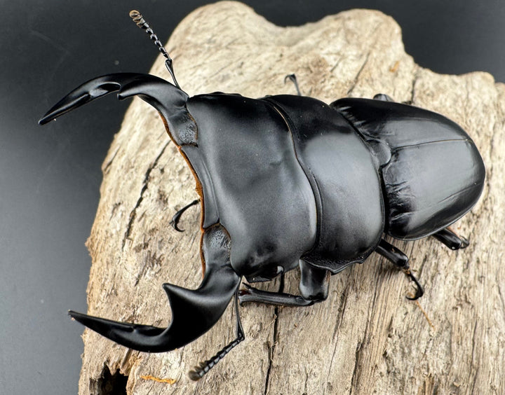 【WF1】《アンタエウスオオクワ カオバン産 78mm ペア》