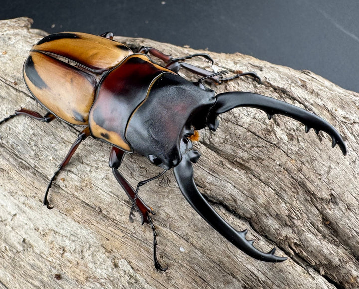 【WF3】《ファブリースノコギリ亜種タカクワイ 74mm ペア》