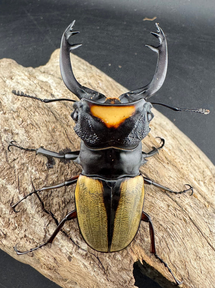 【WD】エラー個体《ラコダールツヤクワガタ 78.5mm A’品ペア》