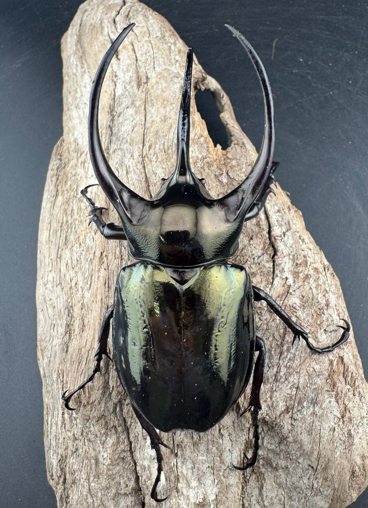 【WD】《ミンダナオアトラスオオカブト マラグサン産 97mm ペア》