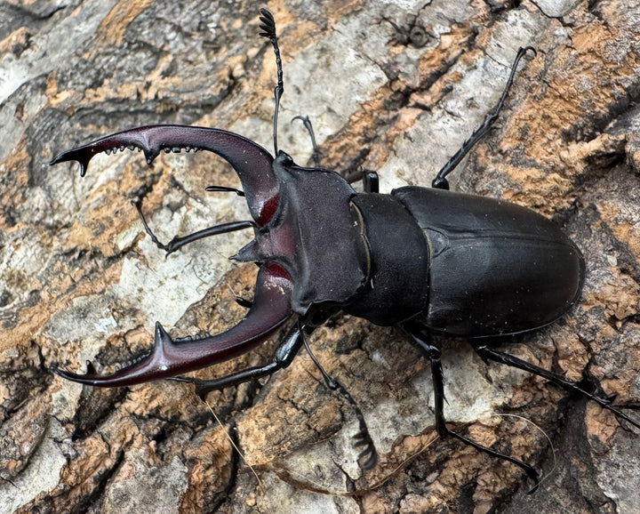 《ユダイクスミヤマ 65mm ペア》