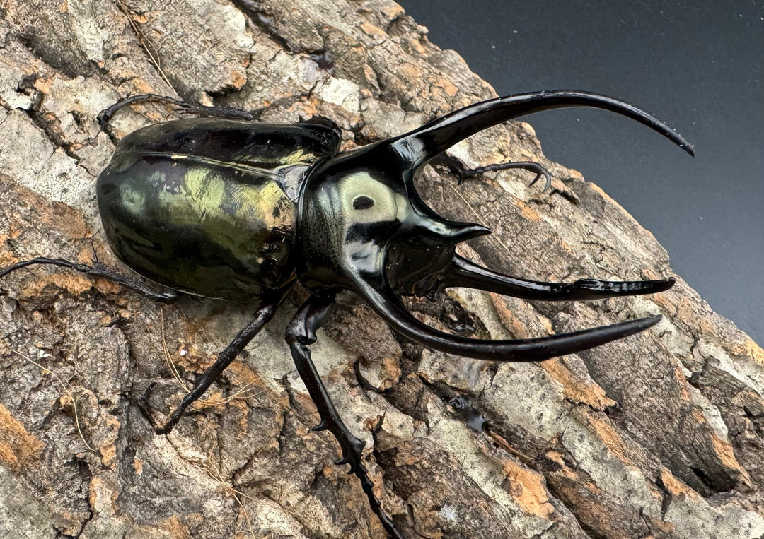 【WD】《ミンダナオアトラスオオカブト 97mm ペア》