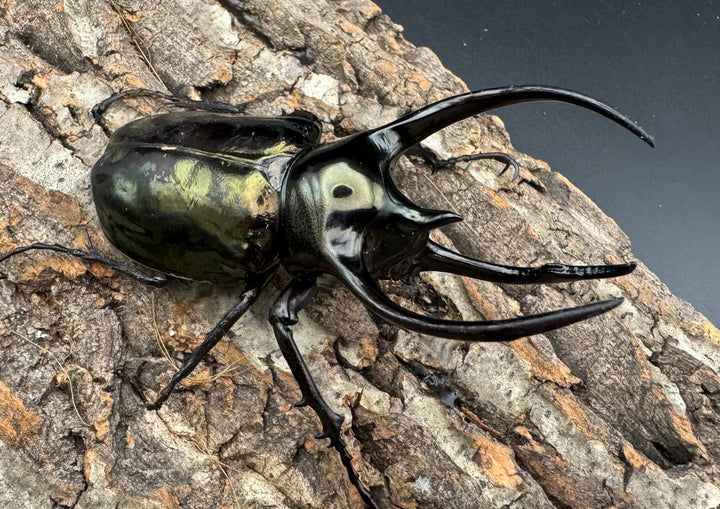 【WD】《ミンダナオアトラスオオカブト 97mm ペア》