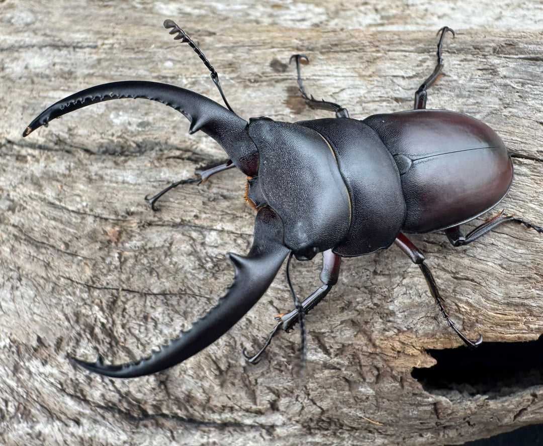 【WD】《アンドレアスノコギリヒラタ 中国産 51.5mm ペア》