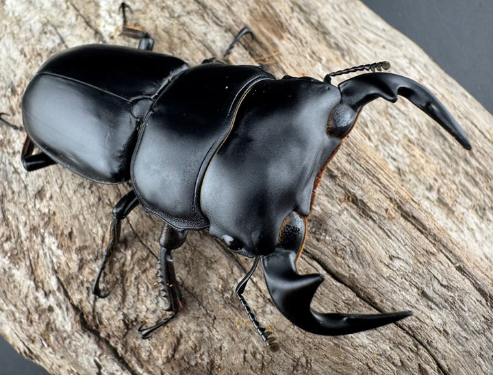 【WD】《アンタエウスオオクワ カオバン産 63mm ペア》