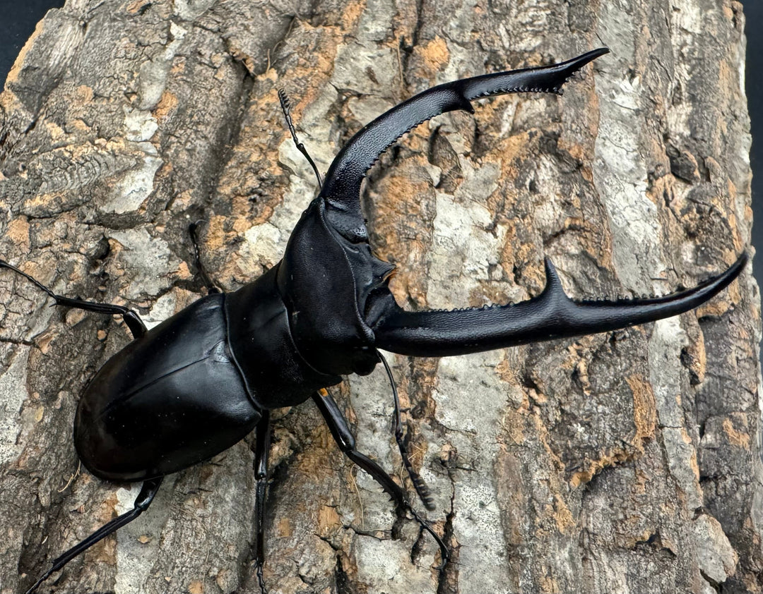 【WD】《マンディブラリスフタマタ 101mm ペア》