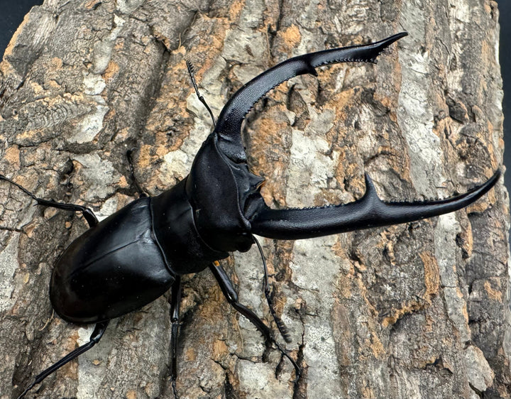 【WD】《マンディブラリスフタマタ 101mm ペア》