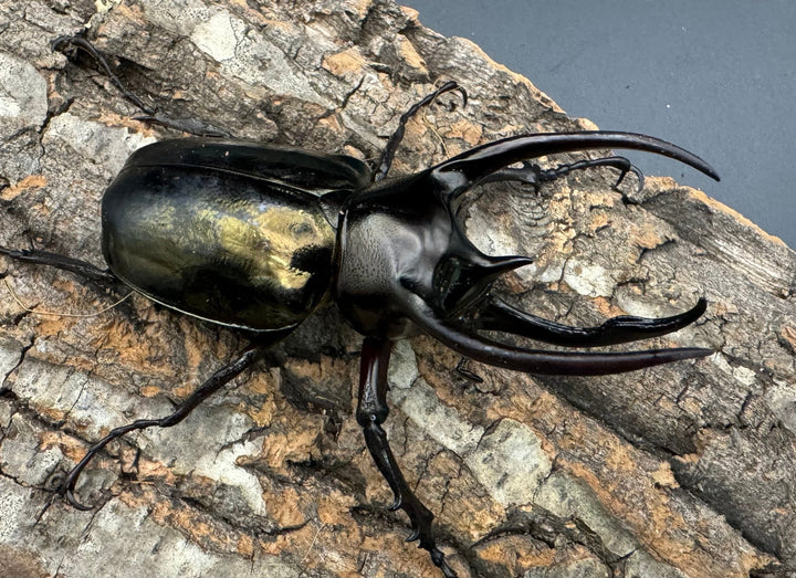 【WD】特別特価《ミンダナオアトラスオオカブト 80mmUP ペア》