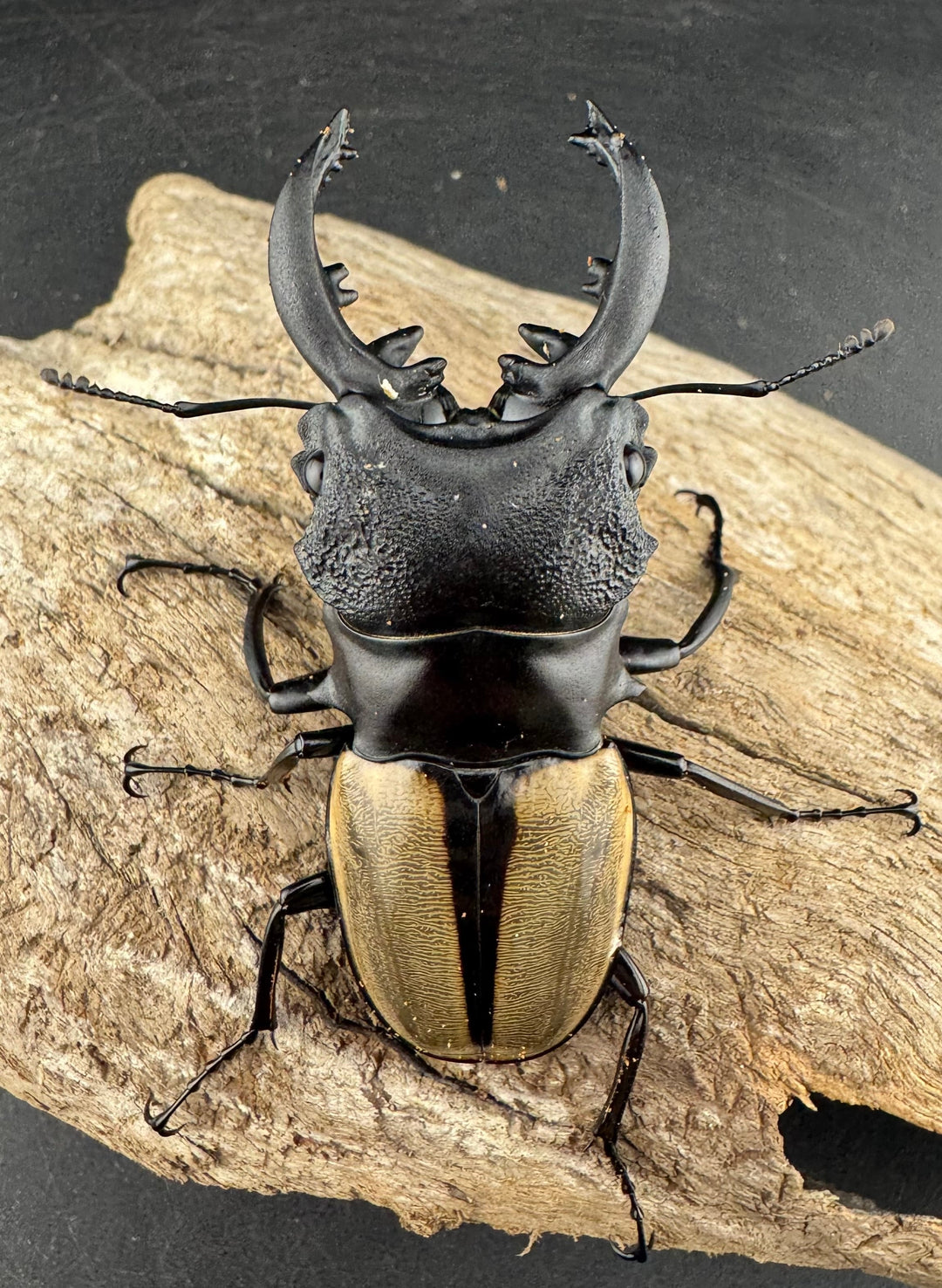 【WD】《ルデキンツヤクワガタ 73.5mm ペア》