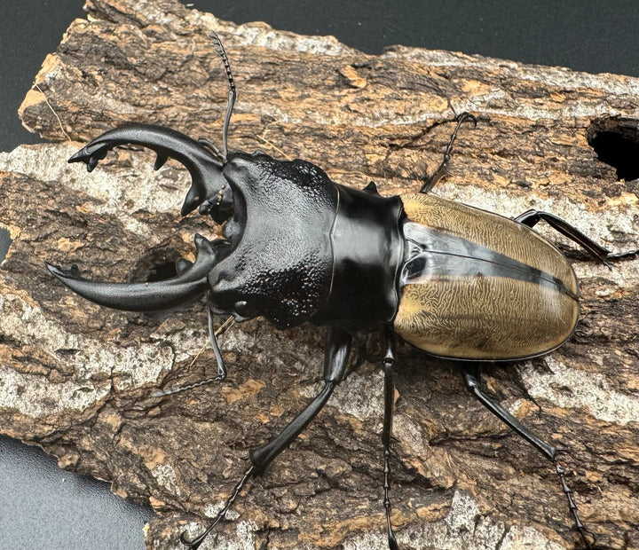 【WD】《ルデキンツヤクワガタ 73mm ペア》