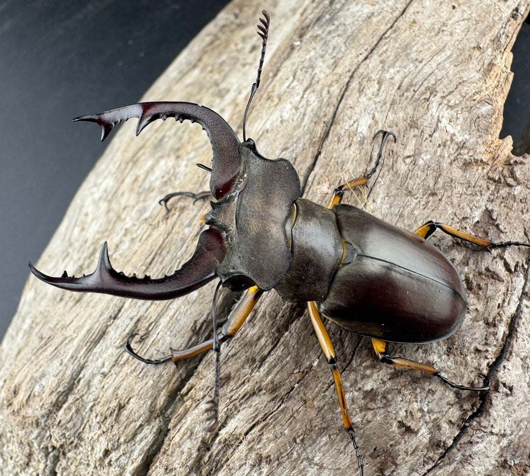 【WD】《フェアメイルミヤマ 雅安市産 54mm ペア》