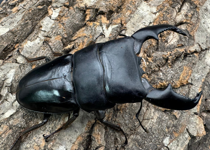 《スマトラオオヒラタ 97mm ペア》