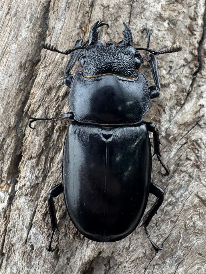 【WD】《セアカフタマタ（パリーフタマタ） 41mm ♀単》