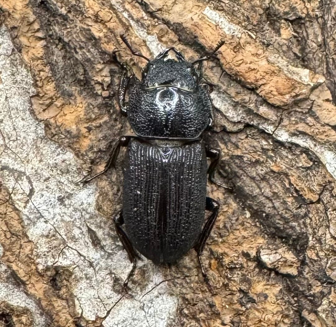 【WD】《ドルクス リンビン 38mm ♂♀♀トリオ》