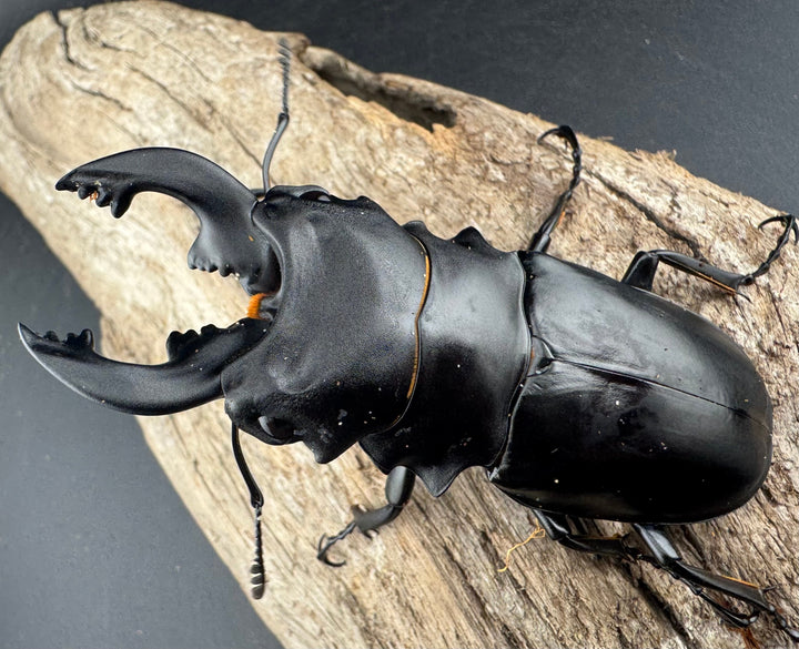 【WD】《ミンダナオアルケスツヤクワガタ 82.5mm ペア》