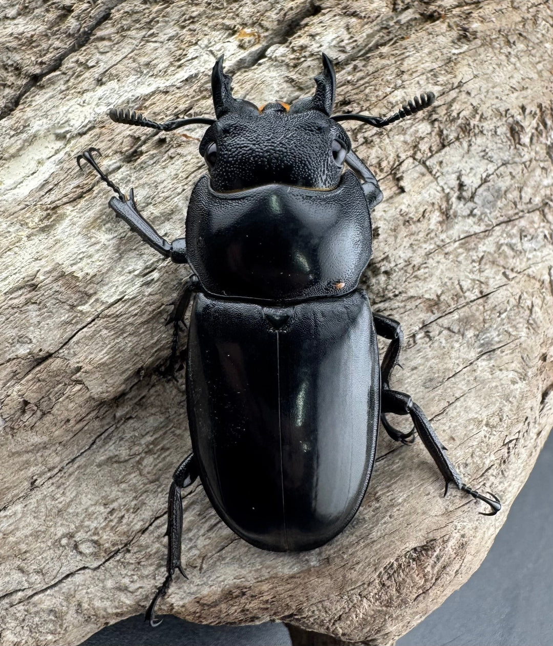 【WD】《マンディブラリスフタマタ 102.5mm A’品ペア》