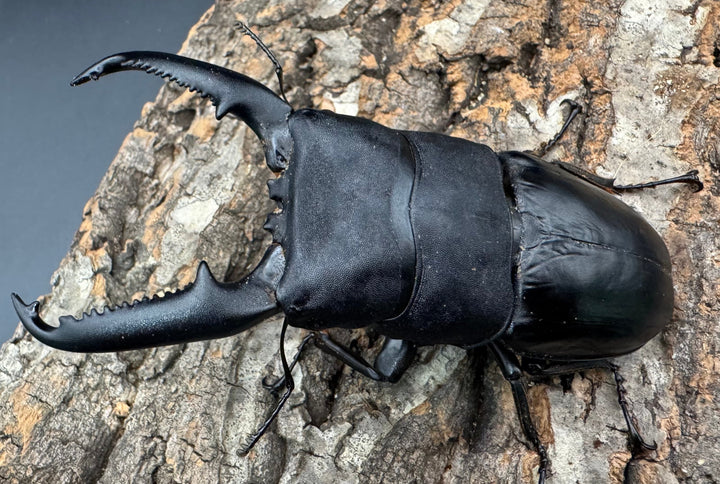 《パラワンオオヒラタクワガタ 108mm ペア》