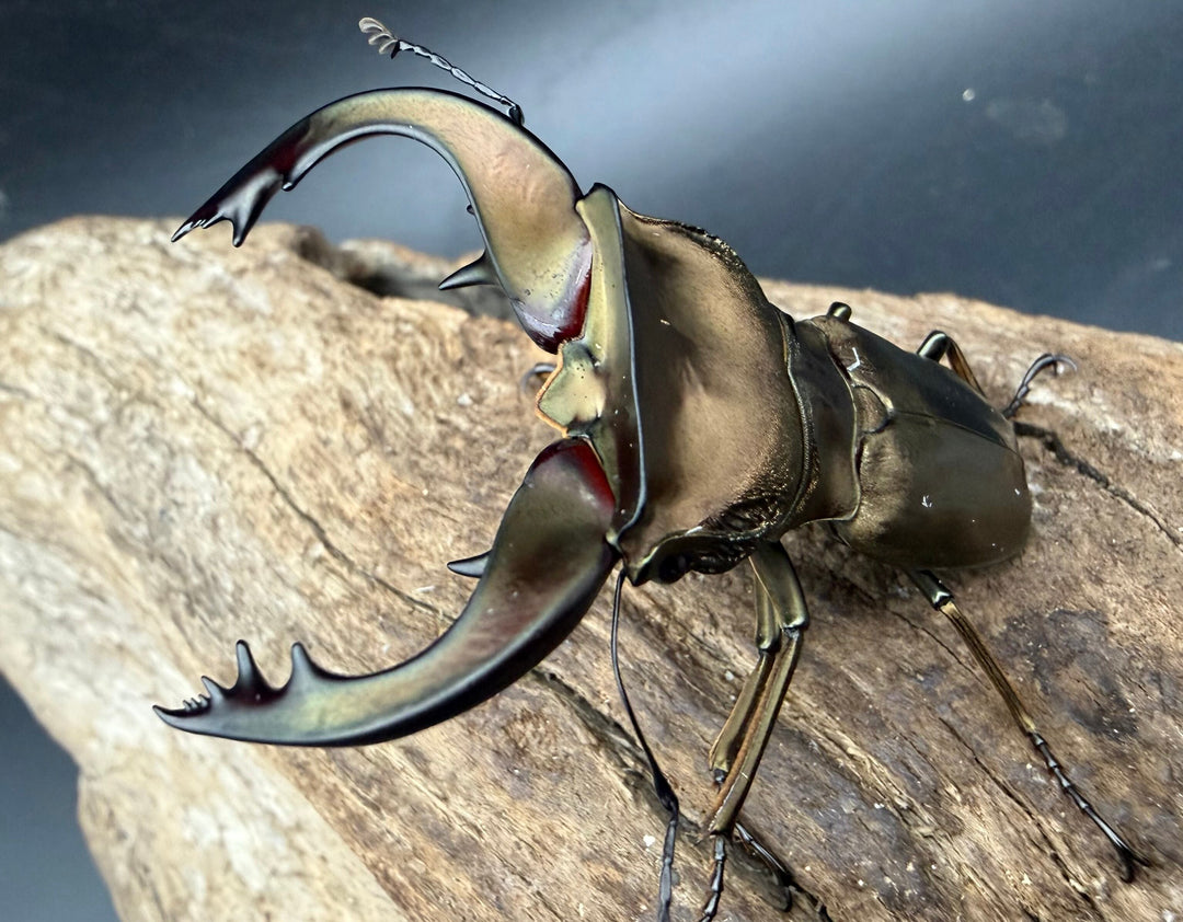 《スぺキオススホソアカ ベララベラ産 56mm ♂♀♀トリオ》