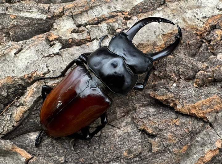 《アローコクワ亜種リエン 72mm ♂♀♀トリオ》