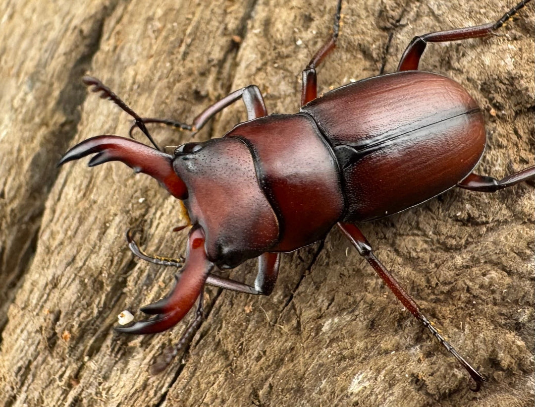 【WD】《ヨンレンセスジ 23mm ペア》