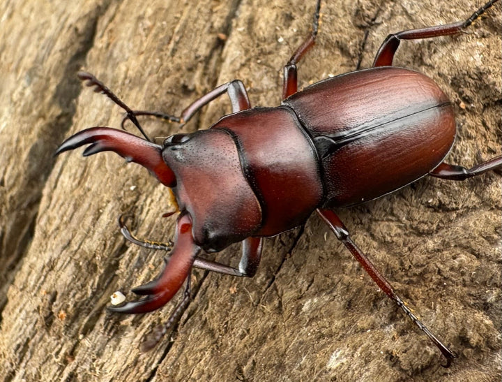 【WD】《ヨンレンセスジ 23mm ペア》