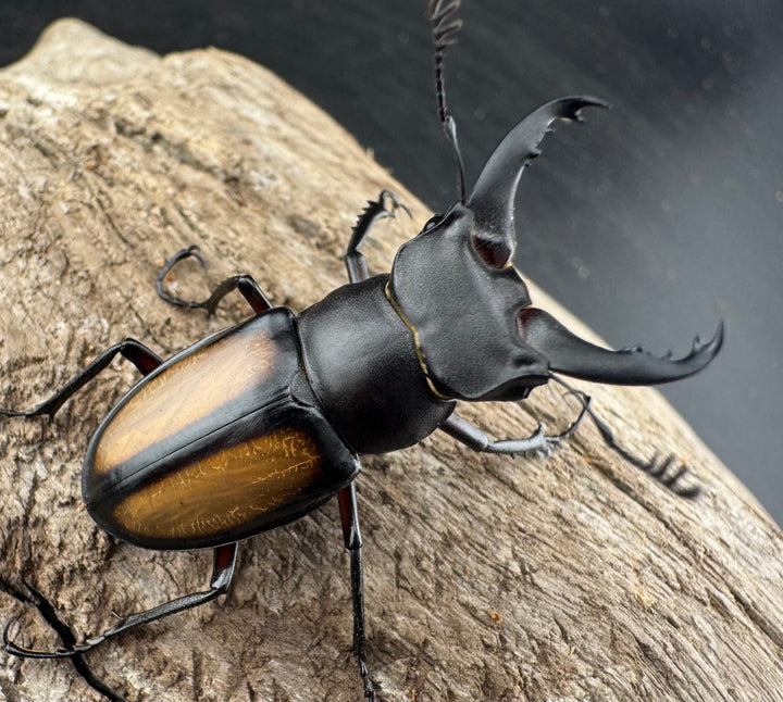 【WD】《パリーミヤマクワガタ 36.5mm ペア》