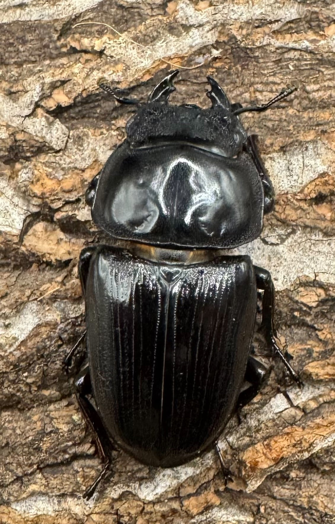 《ホペイオオクワ G160 74mm ペア》