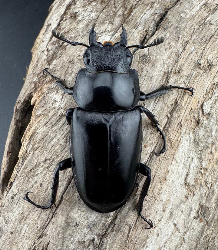 【WF2】《ギラファノコギリ亜種ケイスケ 108mm ペア》