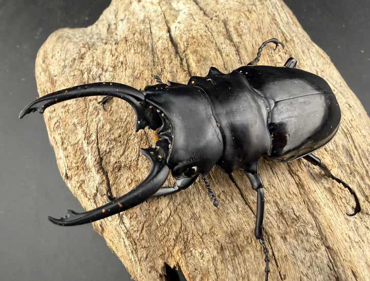 【WD】《ダールマンツヤクワガタ亜種セレベンシス 84.5mm ペア》