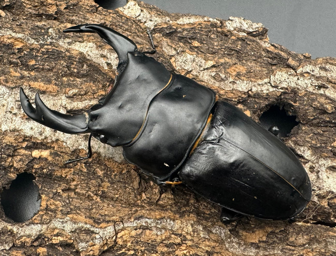 《オオクワガタ TT川西血統 83mm ペア》ヒート氏ブリード個体