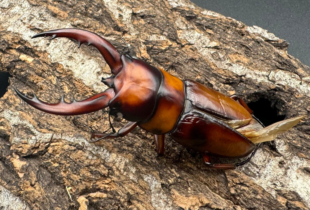 《トカラノコギリクワガタ ホワイトアイ ♀単+おまけB品♂》