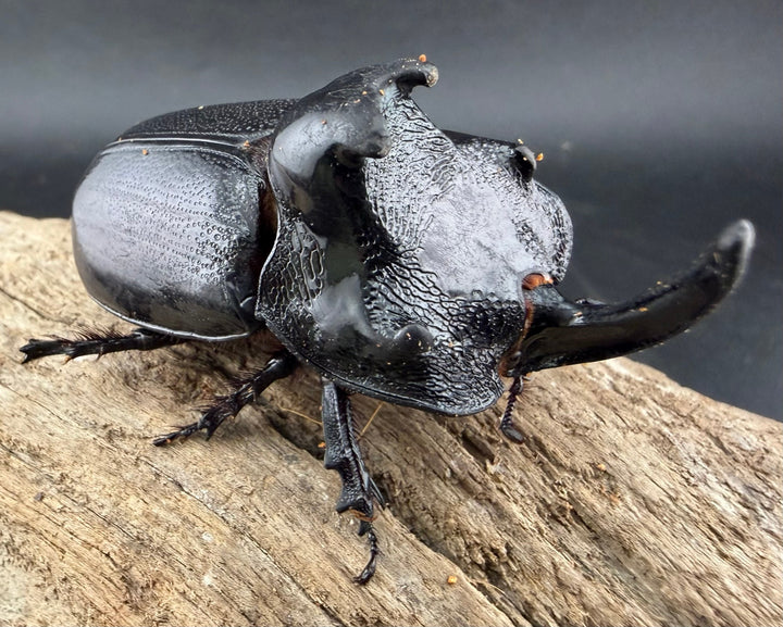 【WD】《マルタバンメンガタカブト 61mm A'品ペア》