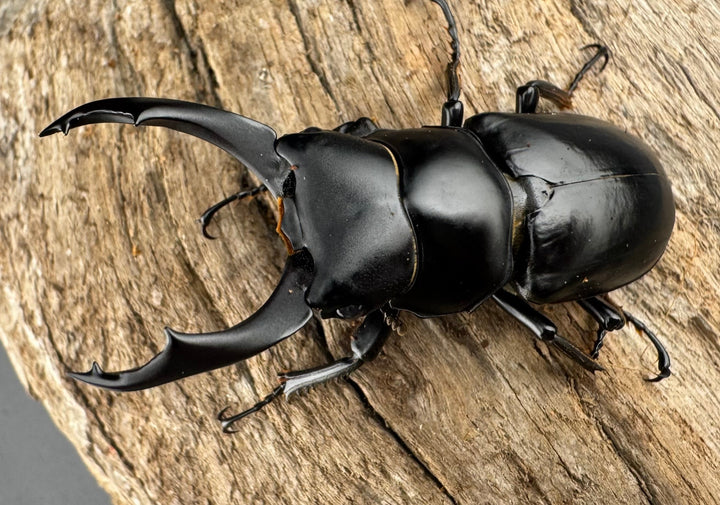 【WD】《ブラナウンコクワ  維西リス族産 58mm ペア》