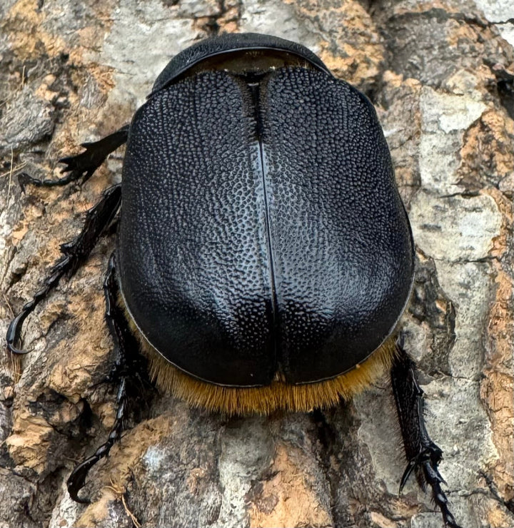 即ブリ《サタンオオカブト 82.5mm ペア》