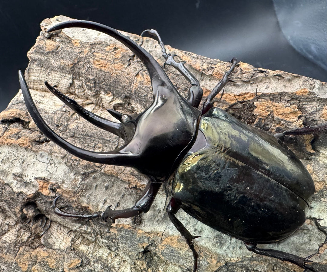 【WD】《ミンダナオアトラスオオカブト 95mm ペア》