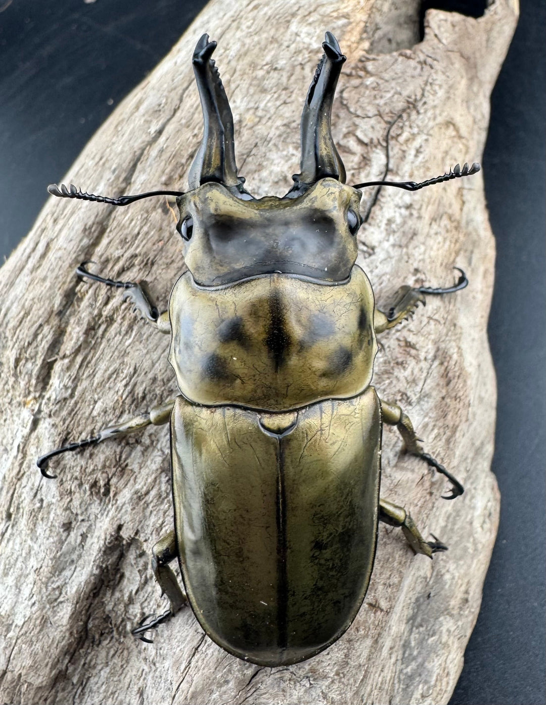 【F0】《ローゼンベルグオウゴンオニクワガタ 71mm ペア》